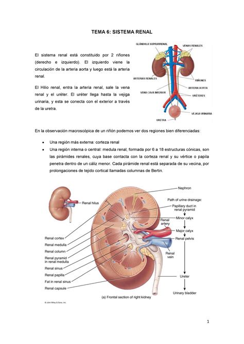 sistema renal - sistema simpatico